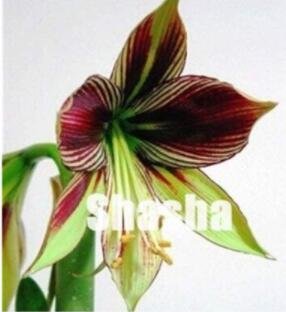 Fresh 100PCS Amaryllis Seed Tiger