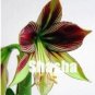 Fresh 100PCS Amaryllis Seed Tiger