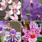 Fresh Rare Orchid Mixed Seeds