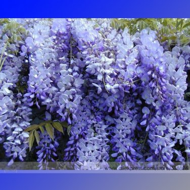 Fresh True Blue Wisteria Fragrant Flower Seeds Professional Pacl 100 Seeds Woody