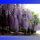 Fresh True Variety Purple Wisteria Fragrant Flower Seeds 100 Seeds/Pack Woody Climbing