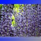 Fresh True Variety Light Blue Wisteria Climbing Flower Seeds100 Seeds Light Fragrant