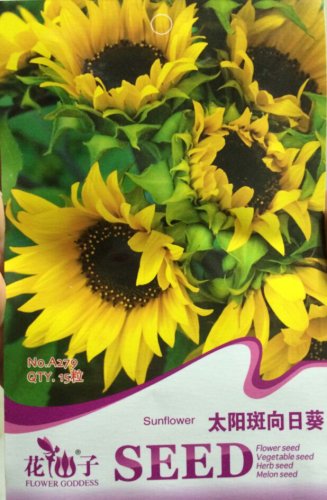 Fresh Yellow Black Clusters of Middle Sunflower Seeds 15 Seeds Ornamenatal Flowers
