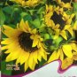 Fresh Yellow Black Clusters of Middle Sunflower Seeds 15 Seeds Ornamenatal Flowers