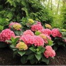 Fresh 100PCS Hydrangea macrophylla Hybrid Flower Seeds Rose Pink Flowers