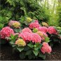 Fresh 100PCS Hydrangea macrophylla Hybrid Flower Seeds Rose Pink Flowers