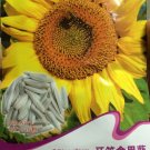 Fresh Edible White Long Sunflower Seeds 20 Seeds/Pack Tasty Seeds Flowers