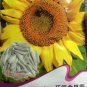 Fresh Edible White Long Sunflower Seeds 20 Seeds/Pack Tasty Seeds Flowers