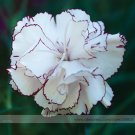 Fresh Hardy Dianthus Crimson Rim Carnation Flower Seeds 50 Seeds Fragrant Flower