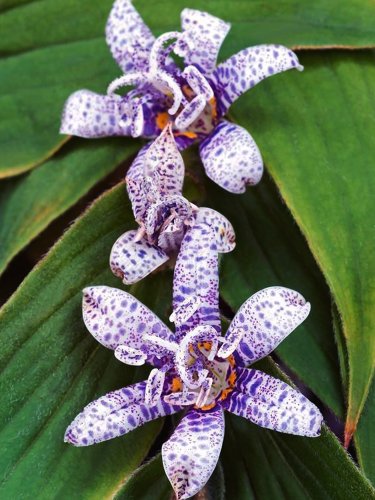 Fresh Tricyrtis (common) toad lilies Seeds
