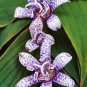 Fresh Tricyrtis (common) toad lilies Seeds
