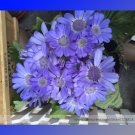 Fresh Blue Chrysanthemum Mosquito Repelling Flower Seeds 20 Seeds/Pack Light Fragrant