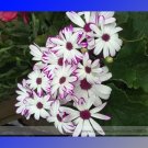 Fresh New White Chrysanthemum Potmum with Red Edge Flower Seeds 20 Seeds/Pack Flower