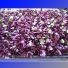 Fresh Sango Purple Radish Sprouting Vegetable Seeds 150 Seeds/Pack