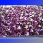 Fresh Sango Purple Radish Sprouting Vegetable Seeds 150 Seeds/Pack