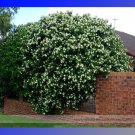 Fresh True Orange Jasmine Shrub with White Flower Seeds 20 Seeds Murraya Paniculata