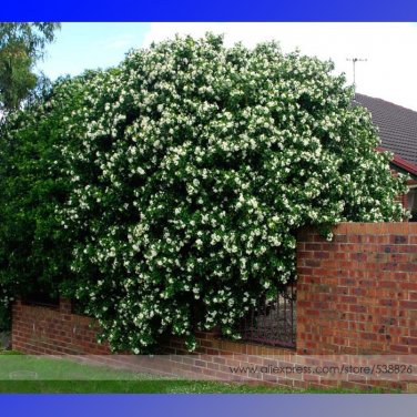 Fresh True Orange Jasmine Shrub with White Flower Seeds 20 Seeds Murraya Paniculata
