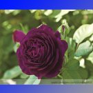 Fresh Exotic Purple Rose Bush Flower Seeds 50 Seeds/Pack Light Fragrant Flowers