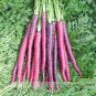 Fresh Imperator shaped Red Purple Carrot Hybrid 100 seeds High Vitamin A Vegetables