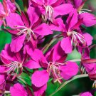 Fresh Rosebay Willowherb Chamaenerion angustifolium Seeds