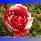 Fresh Red White Peony Flower Seeds 5 Seeds / Pack Light Fragrant Flower