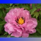Fresh Big Blooming Pink Tree Peony Flower Seeds 5 Seeds/Pack Light Fragrant Flower