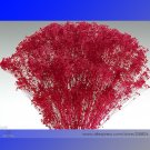 Fresh Red Creeping Baby s Breath Flower Seeds 50 Seeds/Pack Hardy Cut Flower Seeds
