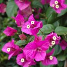 Fresh Bougainvillea Purple Seeds