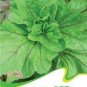 Fresh Edible Chinese Mallow Vegetable Seeds 20 Seeds