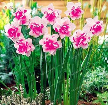 Fresh Narcissus Pink Rose Pink Seeds