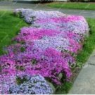 Fresh 100PCS MIXED Creeping Thyme Seeds Rare Color Rock Cress Seeds
