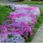 Fresh 100PCS MIXED Creeping Thyme Seeds Rare Color Rock Cress Seeds