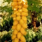 Fresh 20PCS Dwarf_Sweet Papaya Seeds