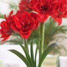 Fresh Red Hippeastrum Rutilum Bulbs