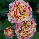 Fresh 450 Seeds/Pack GEORGE BURNS ROSE FLOWERS ROSE BUSH FLORIBUNDA PINK YELLOW WHITE