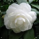 Fresh 10PCS White Camellia Flowers Seeds Double Flowers