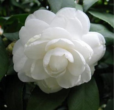 Fresh 10PCS White Camellia Flowers Seeds Double Flowers