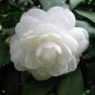Fresh 10PCS White Camellia Flowers Seeds Double Flowers