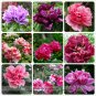 Fresh Mixed 9 Colors Luo Yang Peony Flower Seeds 15 Seeds/Pack Fragrant