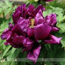 Fresh Gui Fu Dark Purple Peony Shrub Flower Seeds 5 Seeds / Pack Flowers