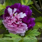 Fresh New Za Gu Pink Purple Peony Tree Flower Seeds 5 Seeds/Pack Beautifu