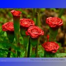 Fresh Red Carnation Red Up Lamp Bulb Flower Seeds 30 Seeds/Pack Fragrant Flower