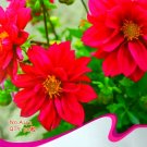 Fresh Middle sized Red Dahlia Shrub Flower Seeds 50 Seeds/Pack Fragrant Flower
