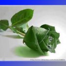 Fresh Yunnan Dark Green Rose Seedling Flower Seeds 20 Seeds Fragrant Flower