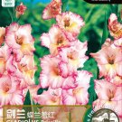Fresh New Variety Pink White Gladious Sword Lily Perennial Seeds 50 Seeds / Pack