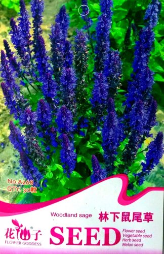 Fresh Blue Woodland Sage Flower Seeds 30 Seeds/Pack Salvia Officinalis