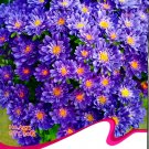 Fresh Blue Round China Aster Perennial Flower Seeds Original Pack 30 Seeds / Pack