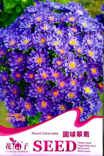 Fresh Blue Round China Aster Perennial Flower Seeds Original Pack 30 Seeds / Pack