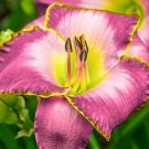 Fresh Hemerocallis Middendorffii ESKIMO Kisses Seeds