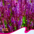 Fresh Salvia Officinalis Pink Woodland Sage Flower Seeds 30 Seeds/Pack